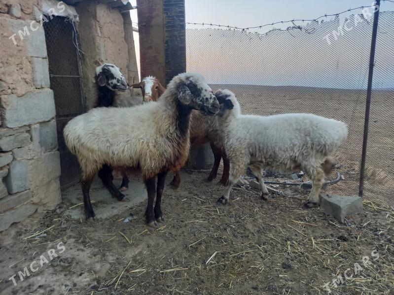 goýun - Гызыларбат - img 2