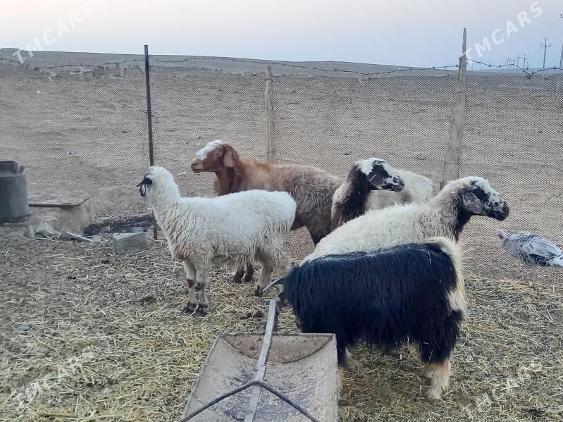 goýun - Гызыларбат - img 1