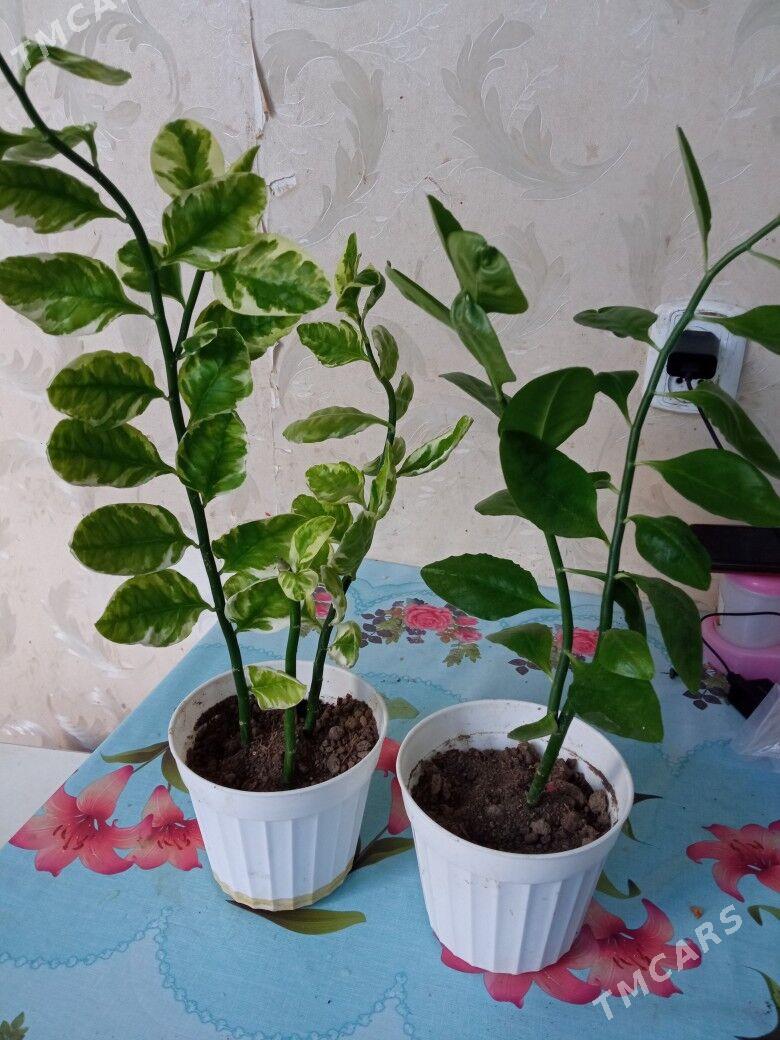 домашние цветы - Ким район - img 5