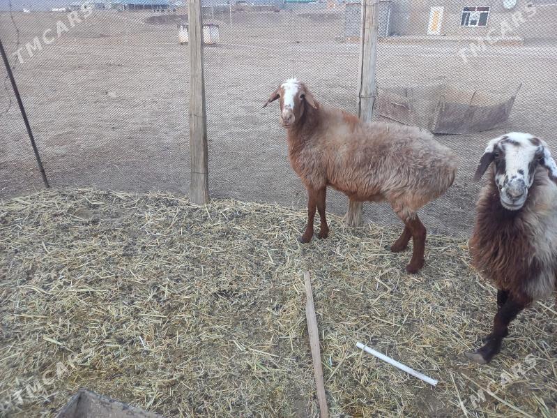 goýun - Гызыларбат - img 3