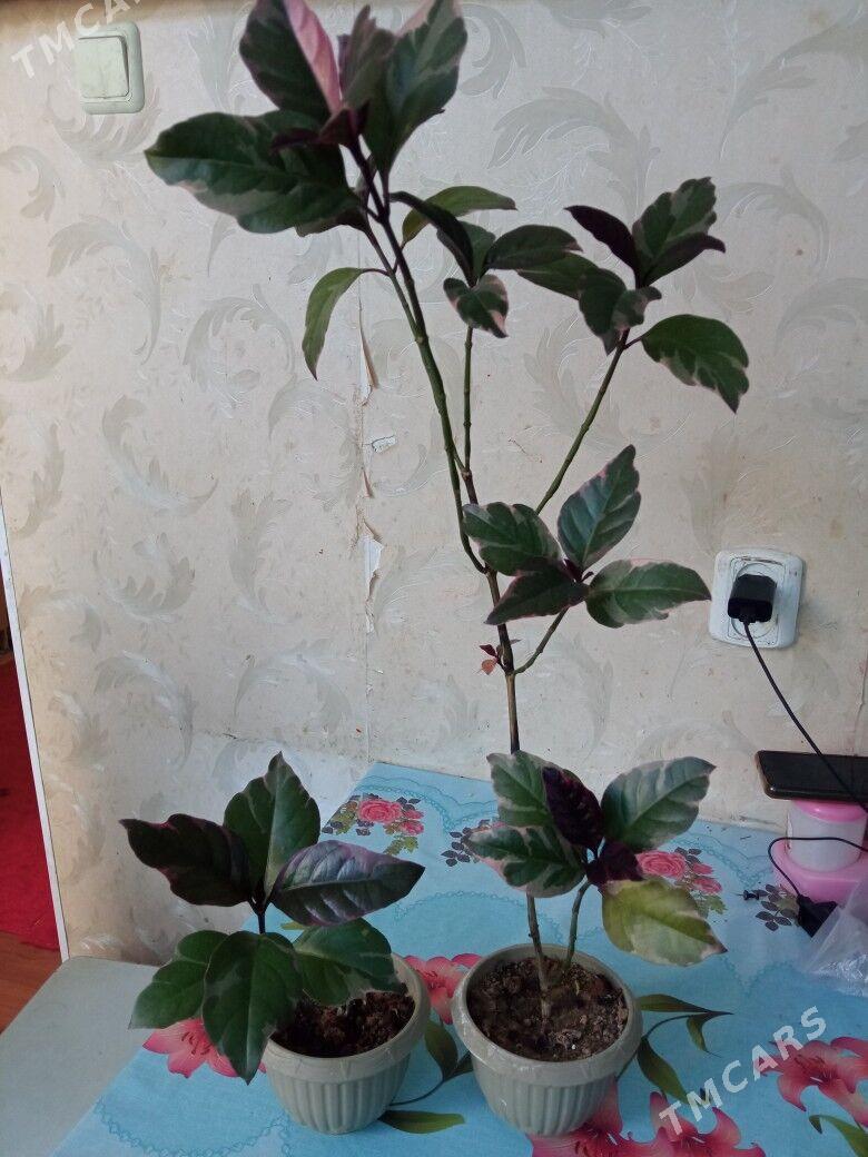 домашние цветы - Ким район - img 4