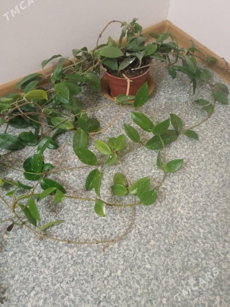 домашние цветы - Ким район - img 3