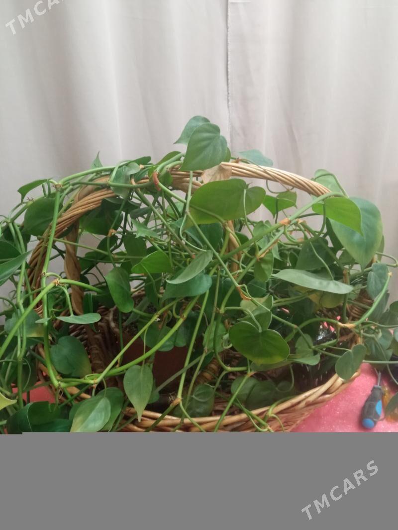 домашние цветы - Ким район - img 2