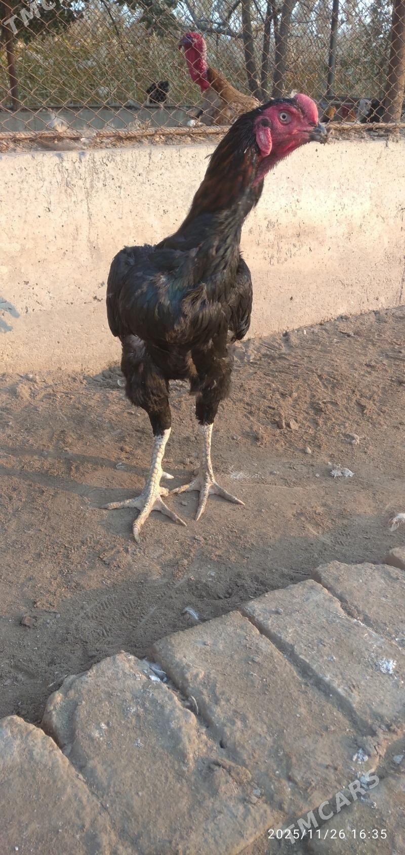 horaz - Туркменабат - img 2