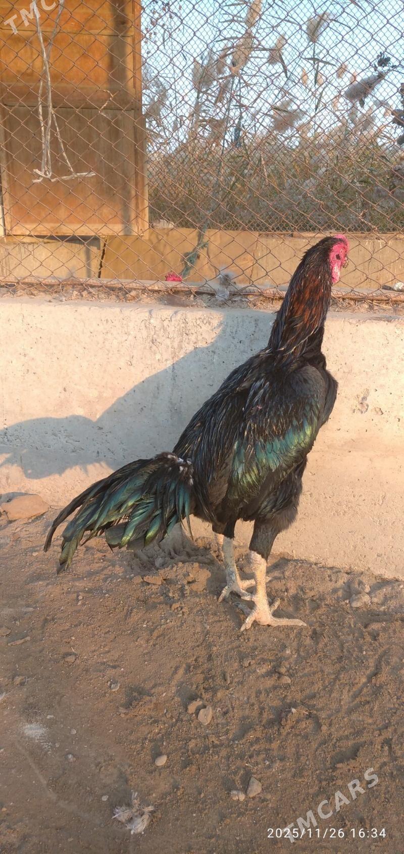 horaz - Туркменабат - img 3