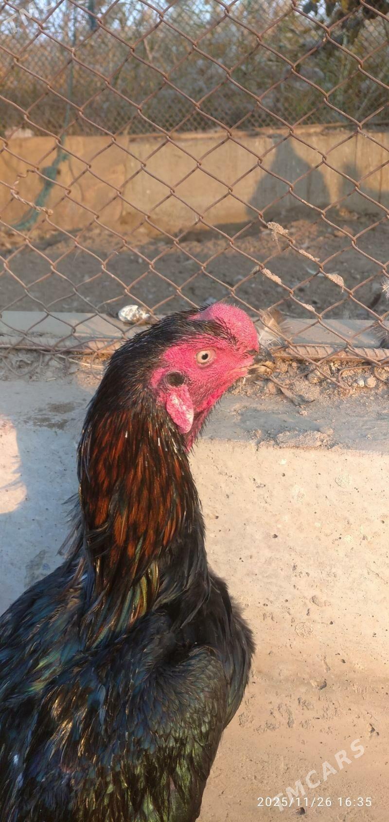 horaz - Туркменабат - img 4