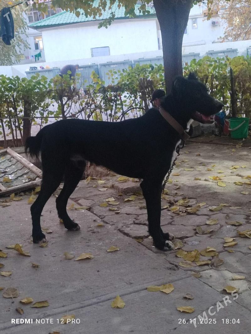 Alabay - Aşgabat - img 2