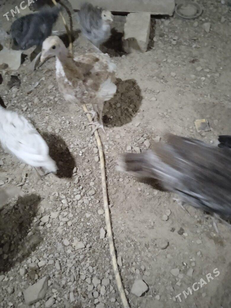 induk jüyje - Мары - img 2