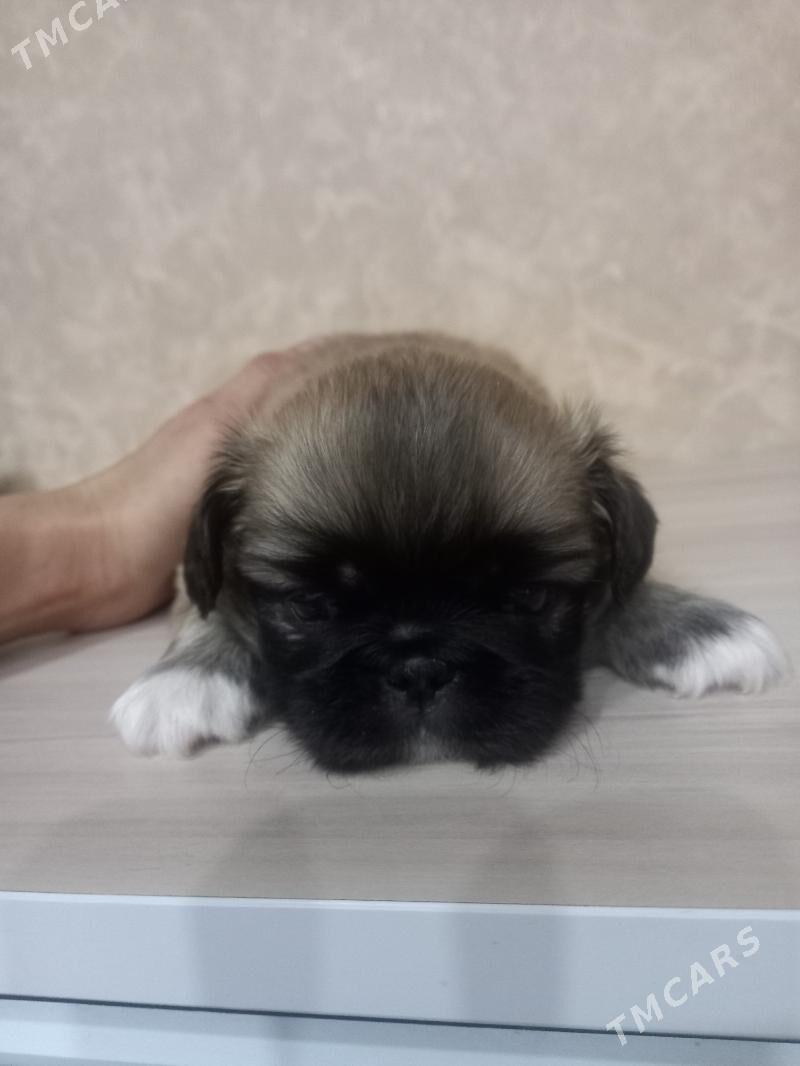 ЩЕНКИ ПЕКИНЕС - Мары - img 3