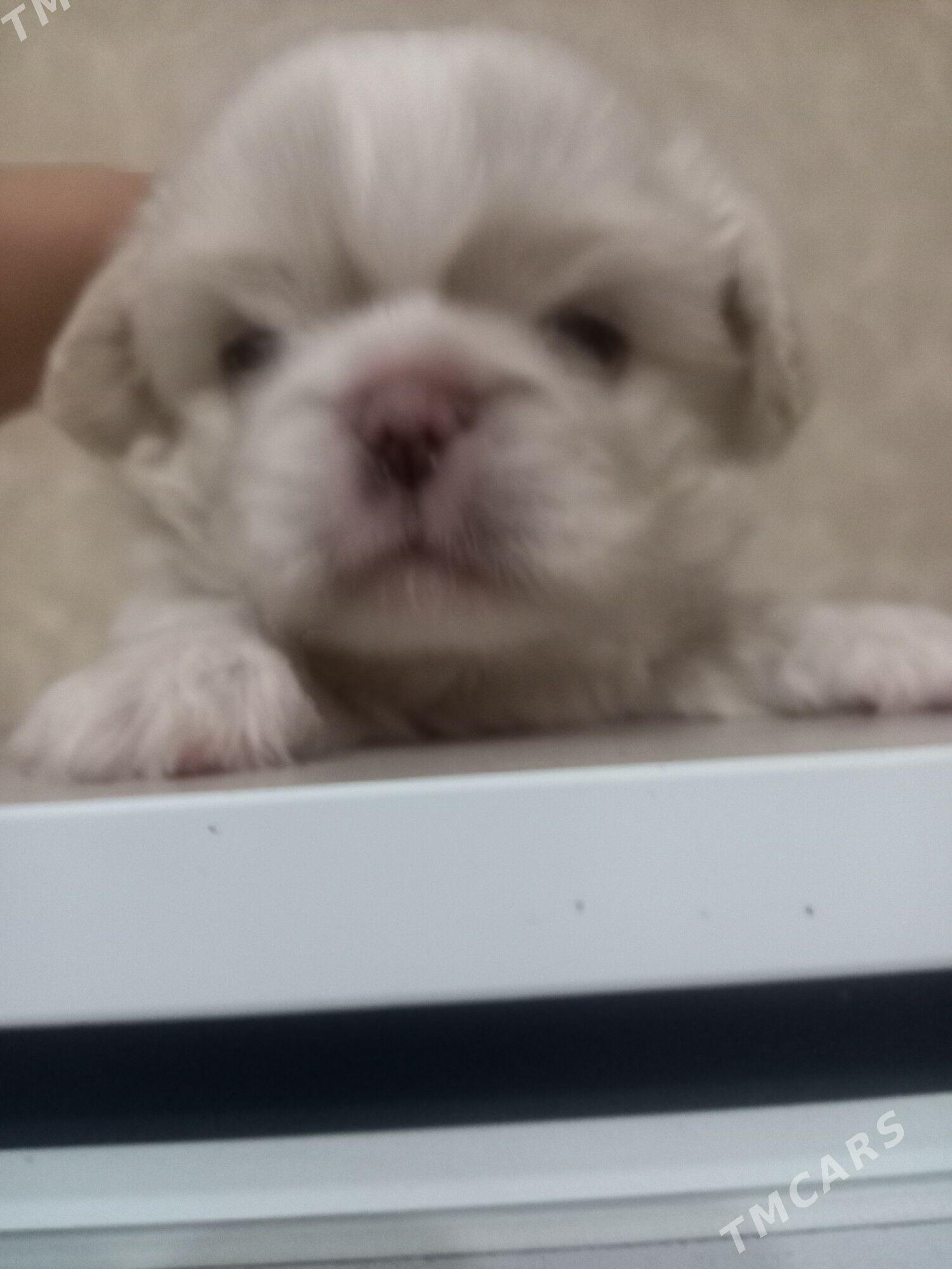 ЩЕНКИ ПЕКИНЕС - Мары - img 4