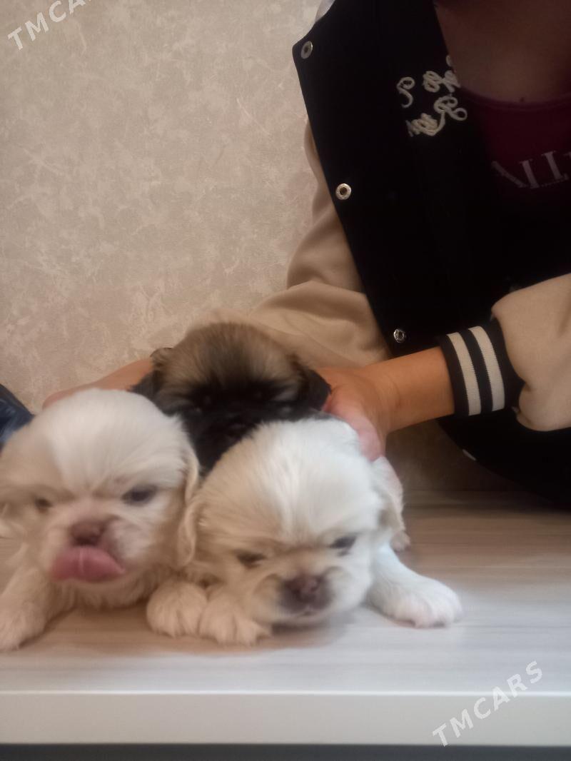 ЩЕНКИ ПЕКИНЕС - Мары - img 2