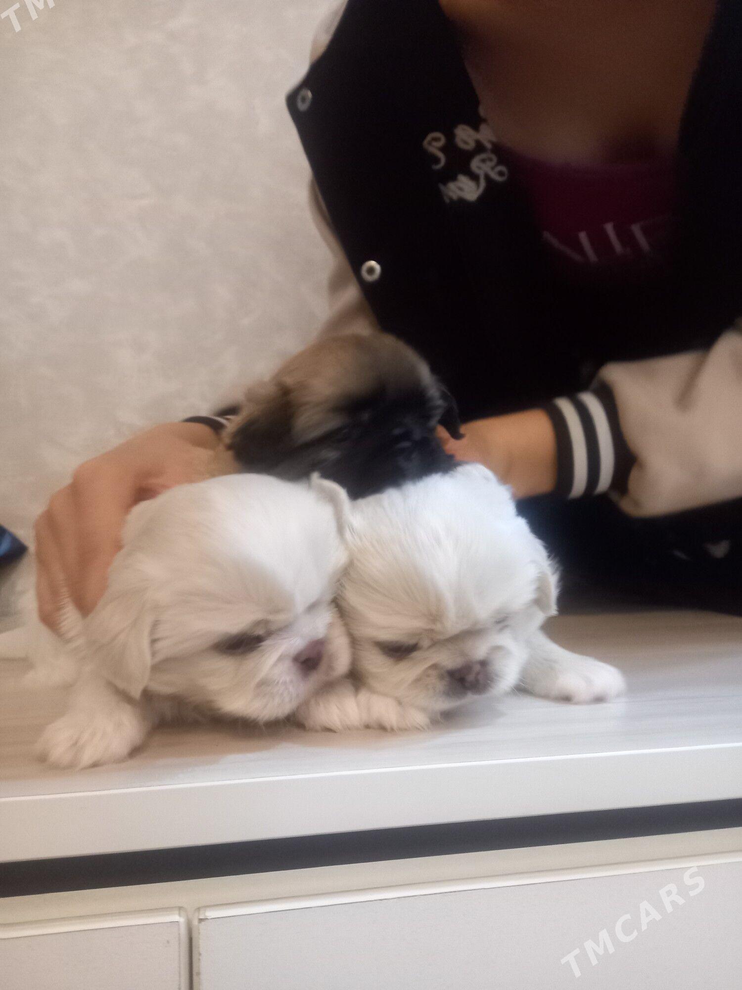 ЩЕНКИ ПЕКИНЕС - Мары - img 1