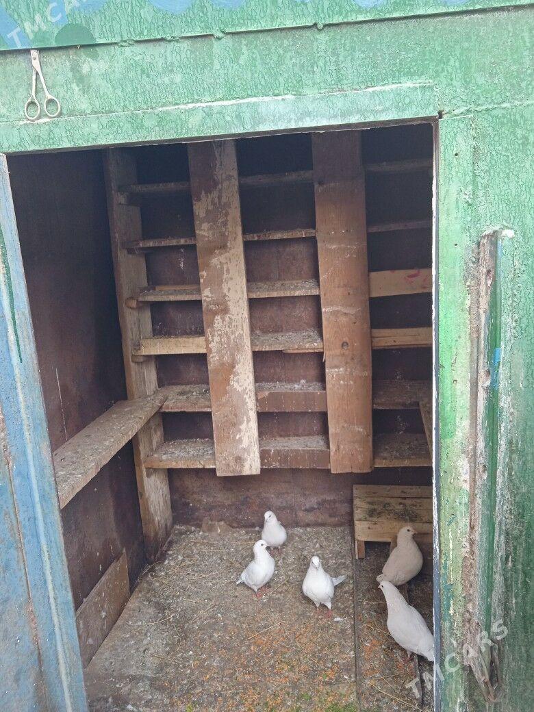 ketek - Türkmenabat - img 3