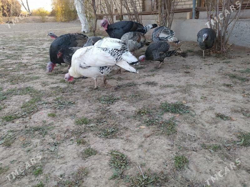 Продаются индейки - Çärjew - img 2