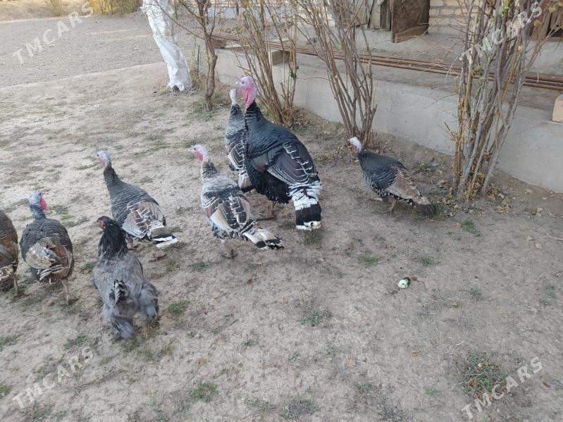 Продаются индейки - Çärjew - img 3