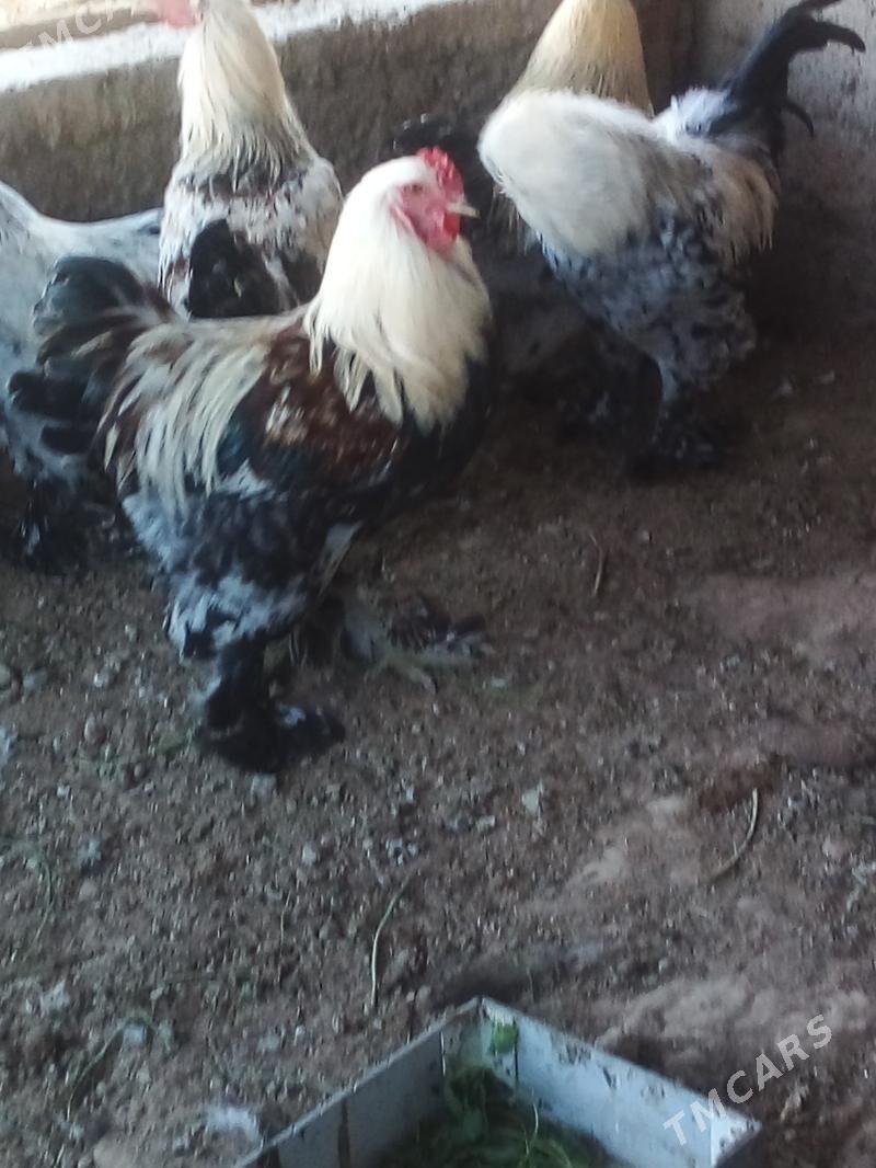 Horaz - Büzmeýin - img 1