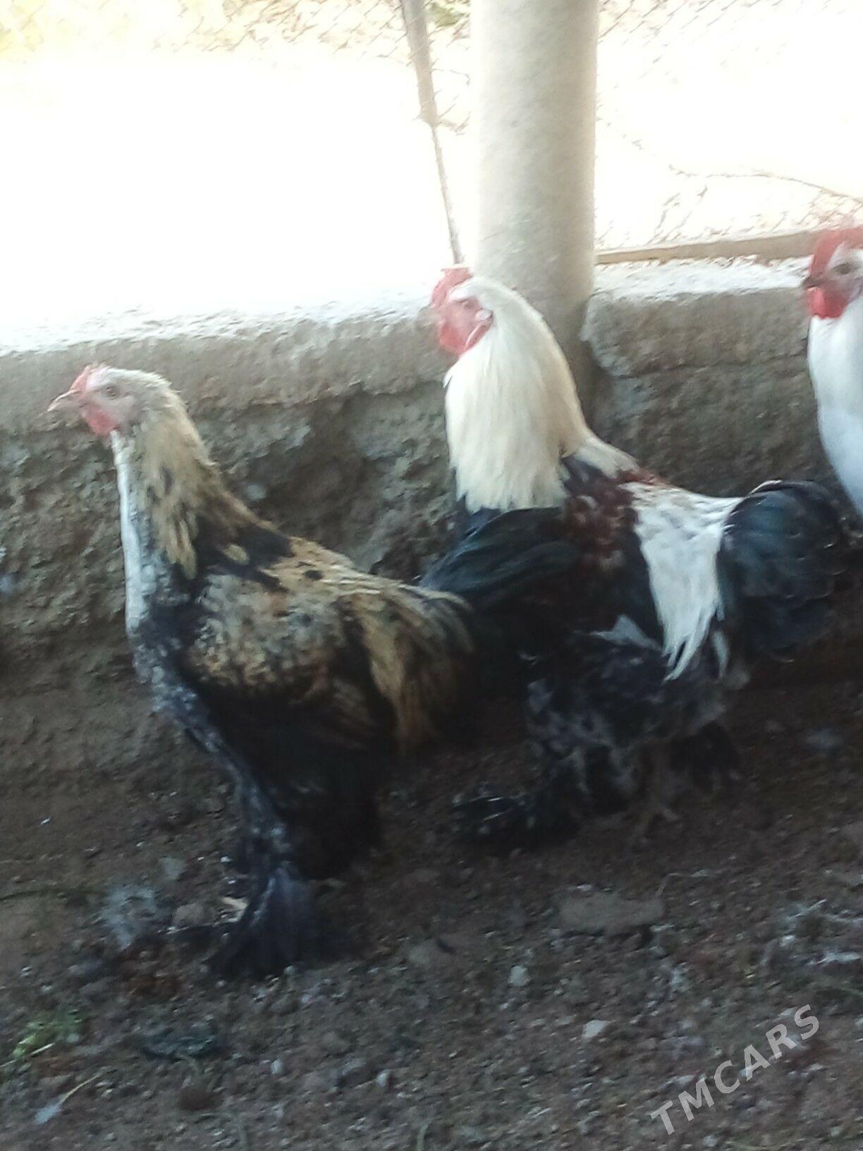 Horaz - Büzmeýin - img 7