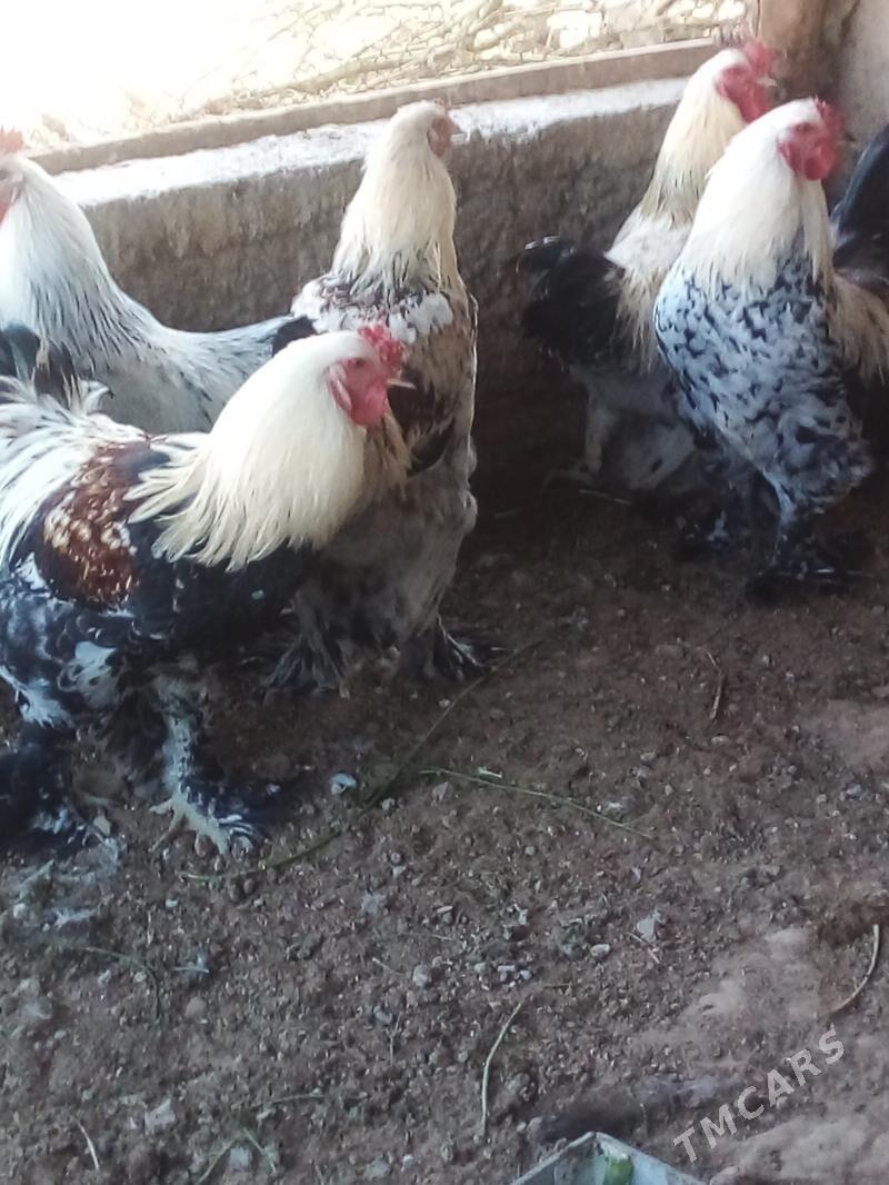 Horaz - Büzmeýin - img 3