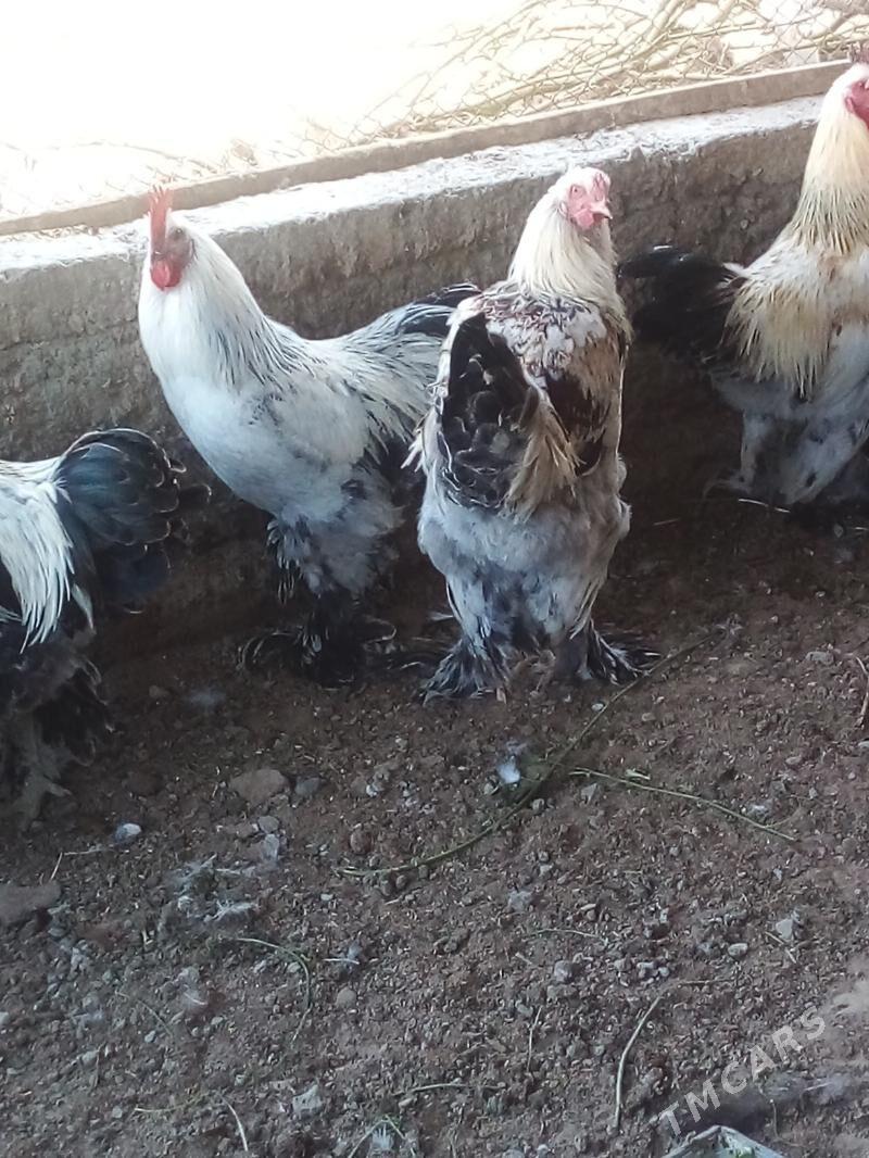 Horaz - Büzmeýin - img 6