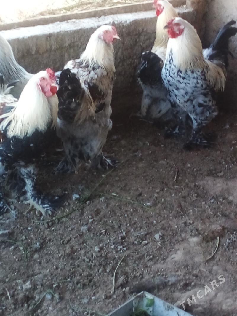 Horaz - Büzmeýin - img 4