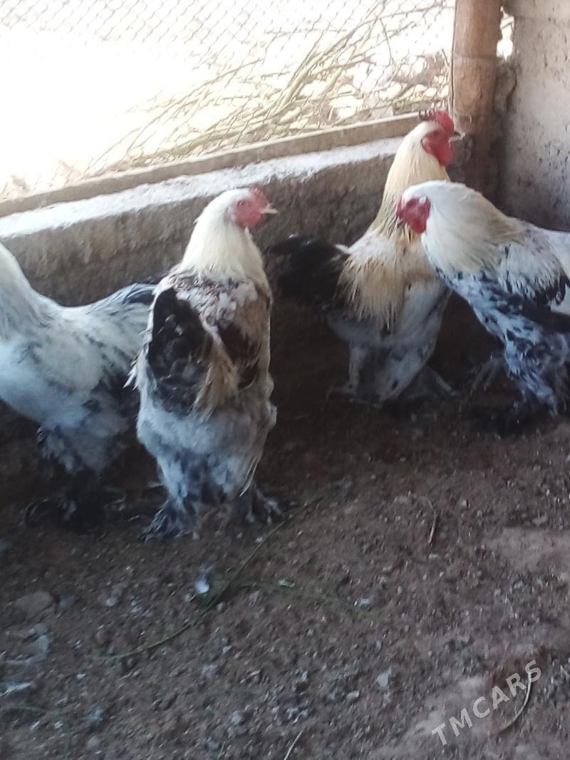 Horaz - Büzmeýin - img 5