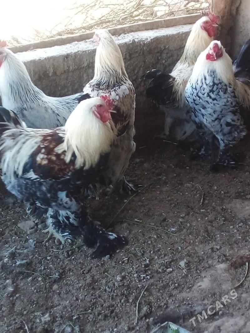 Horaz - Büzmeýin - img 2