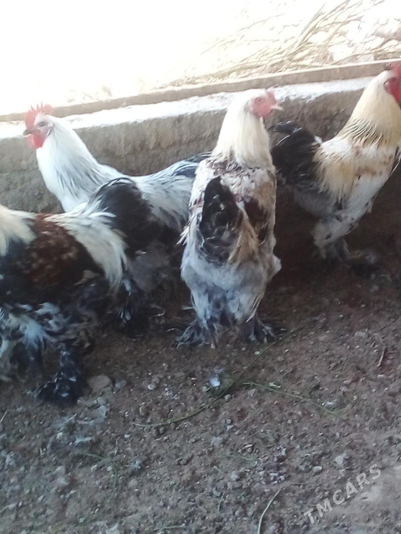 Horaz - Büzmeýin - img 8