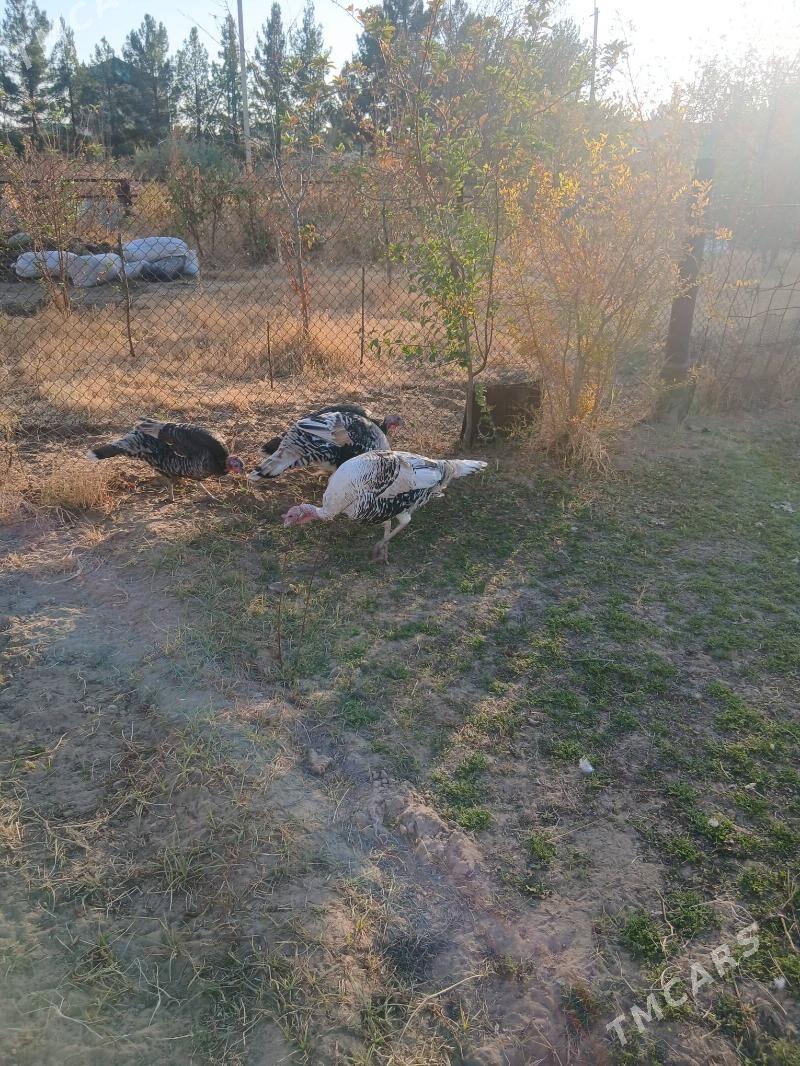 erkek induk - Сакарчага - img 3