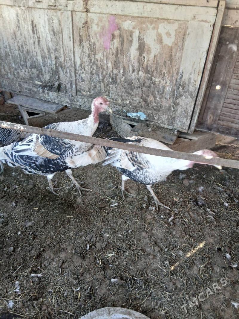 erkek induk - Сакарчага - img 2