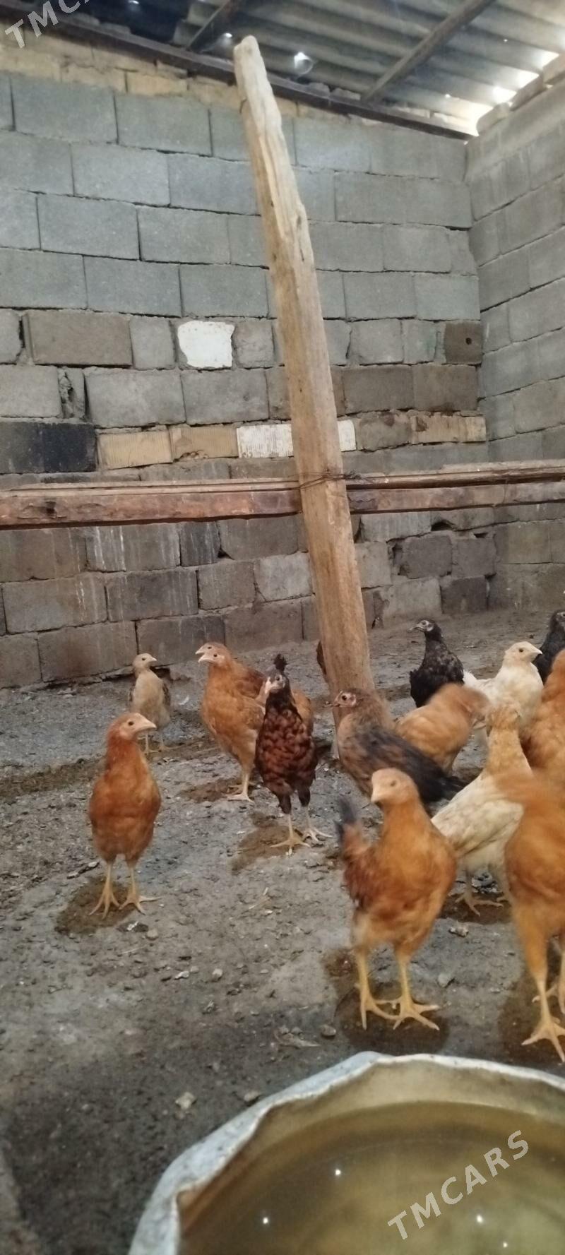 towuk juyje - Gökje - img 5