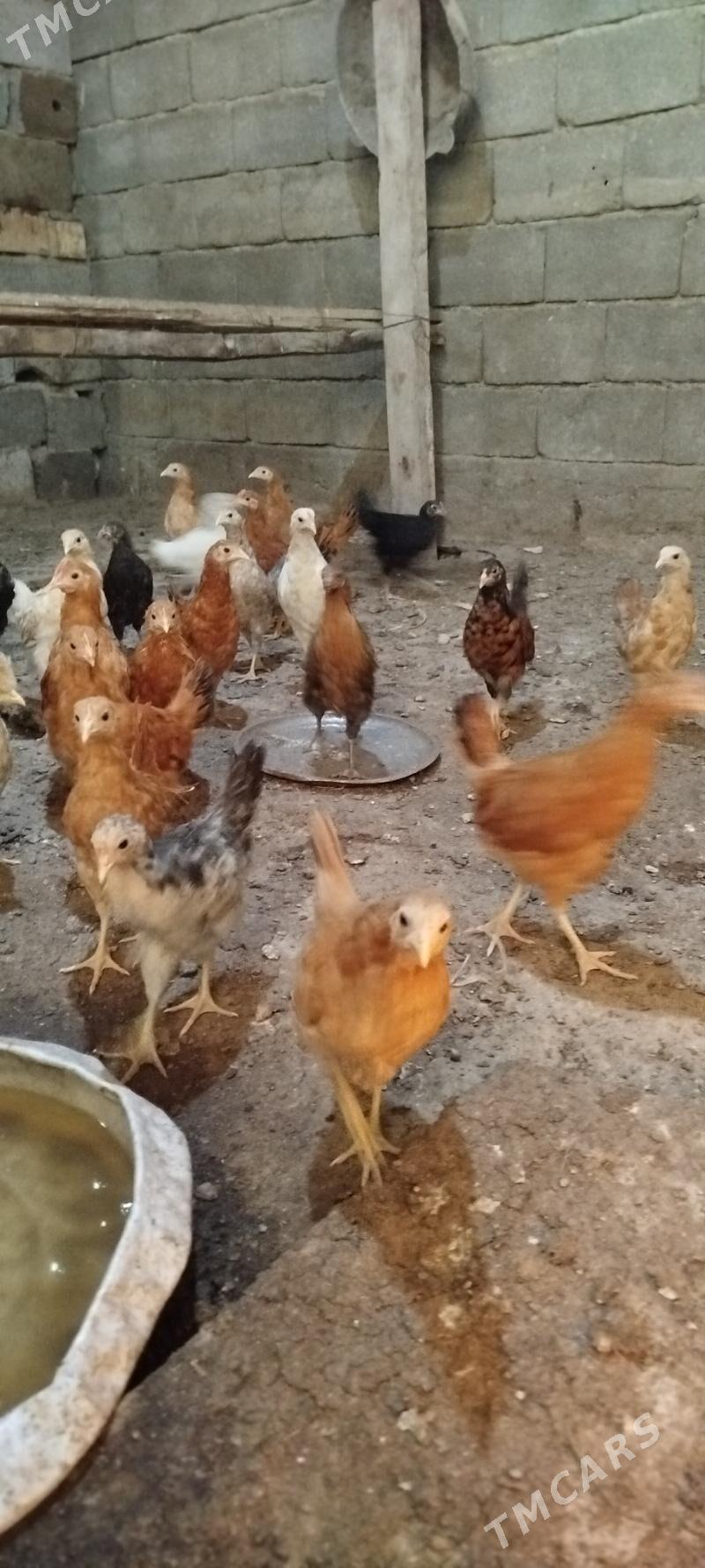 towuk juyje - Gökje - img 2