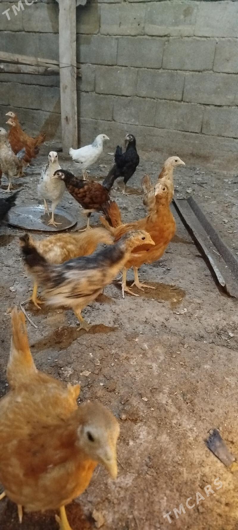 towuk juyje - Gökje - img 3