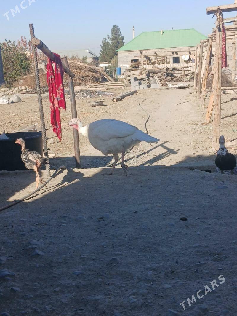 Induk - Gökdepe - img 4