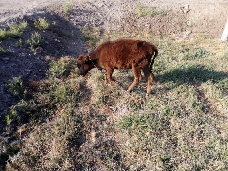 gulajyn göle - Байрамали - img 2