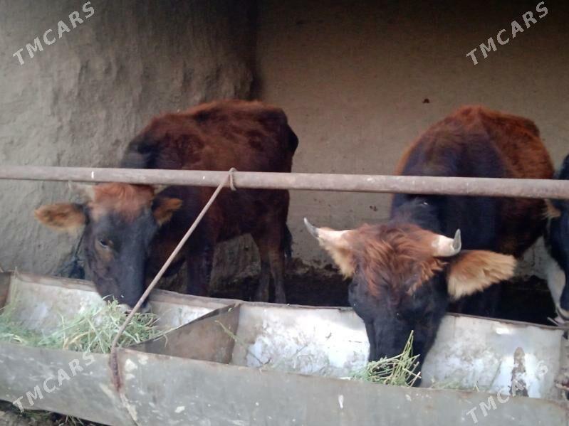 tuwe - Бахарден - img 2