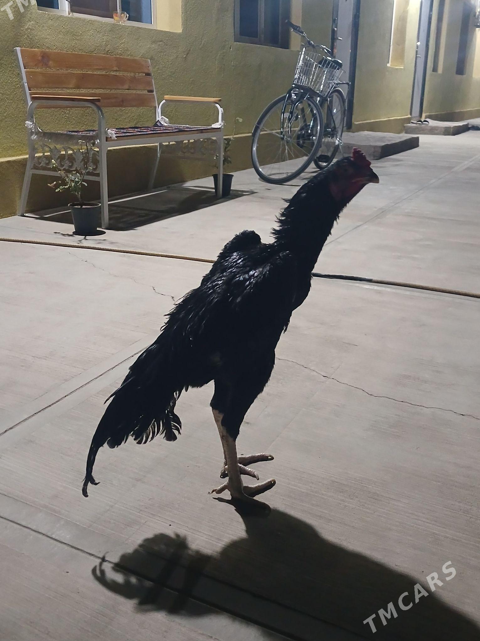 Taskent - Büzmeýin - img 3