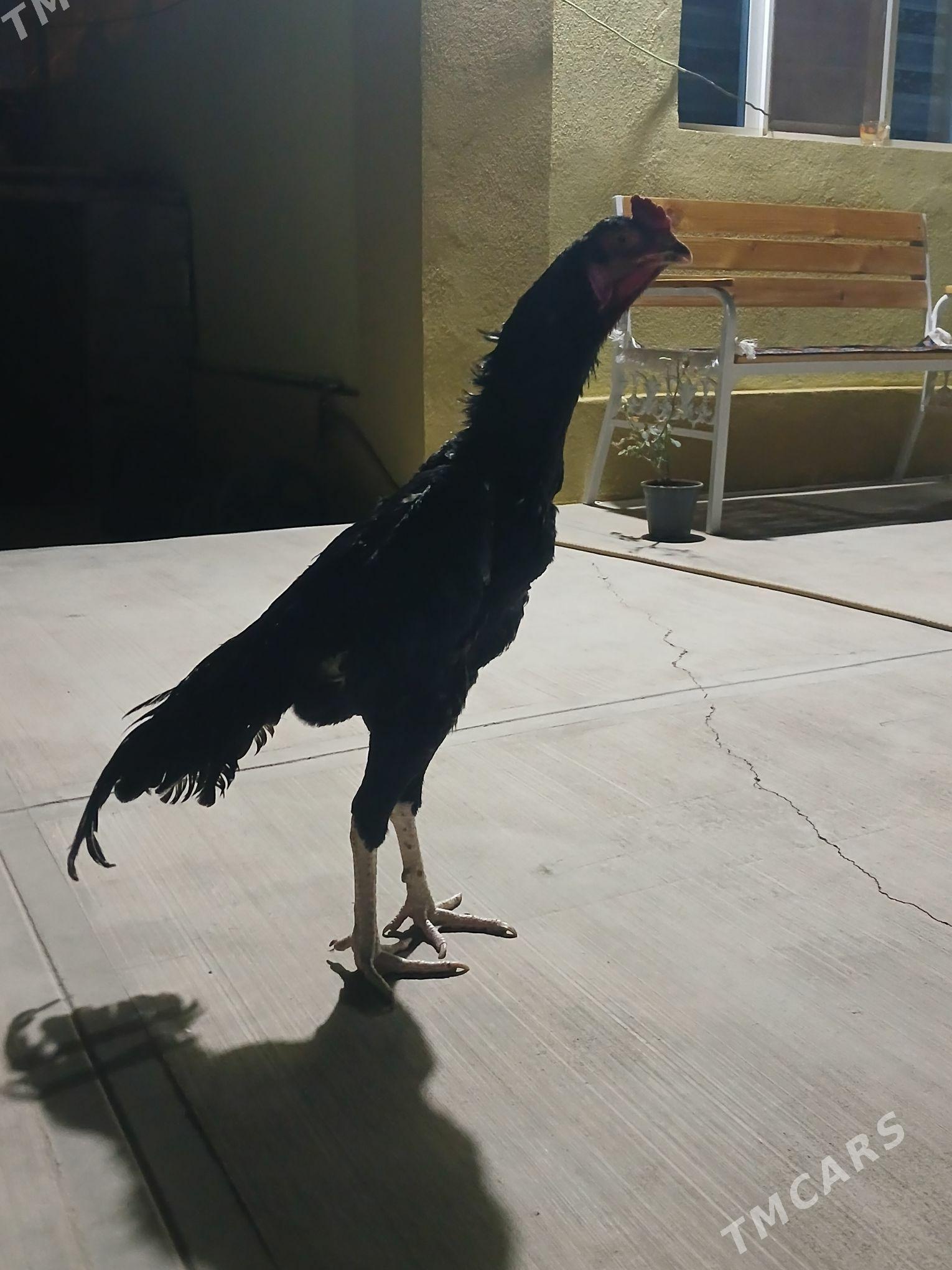 Taskent - Büzmeýin - img 2