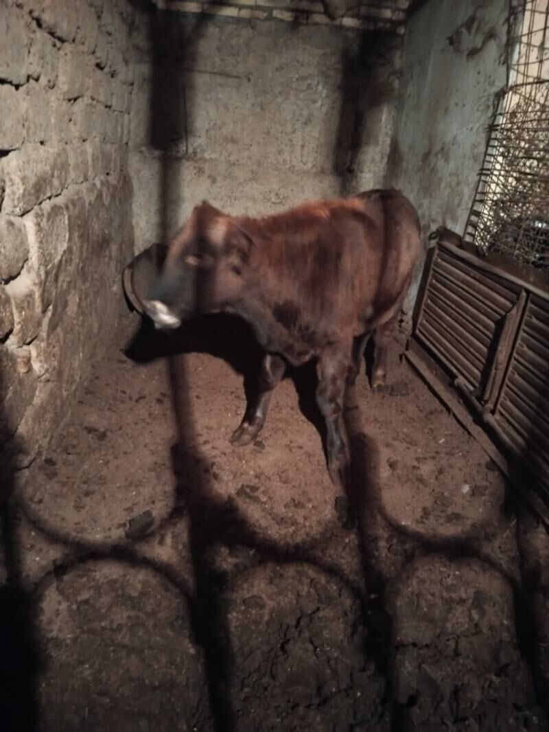 okuz - Bedew - img 5