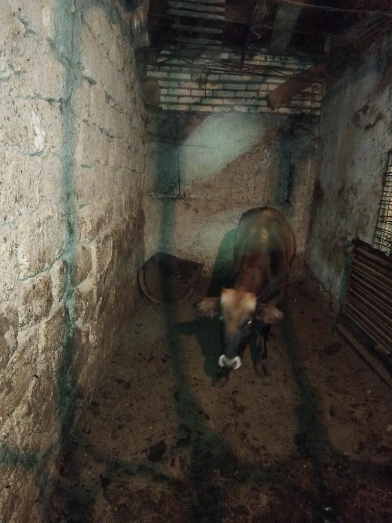 okuz - Bedew - img 7