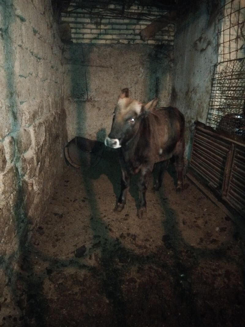 okuz - Bedew - img 6