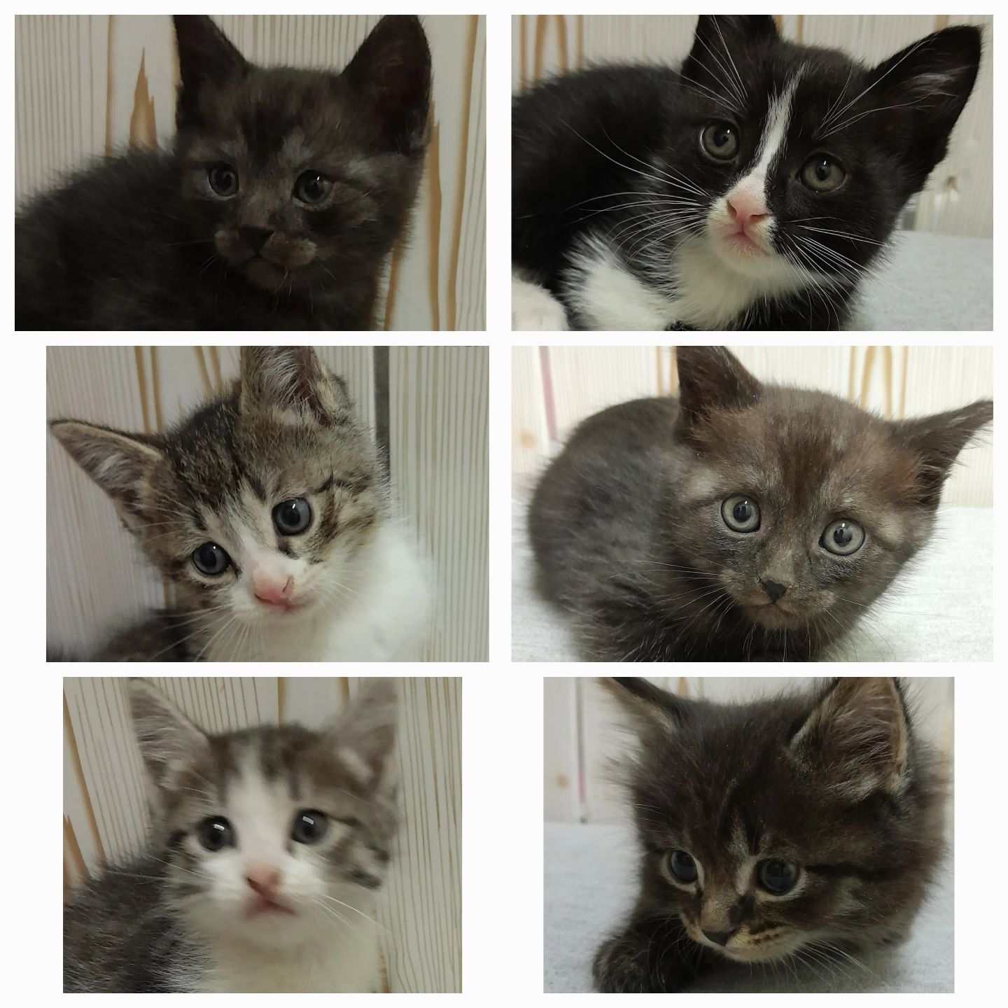 Кошка котята - Туркменабат - img 2