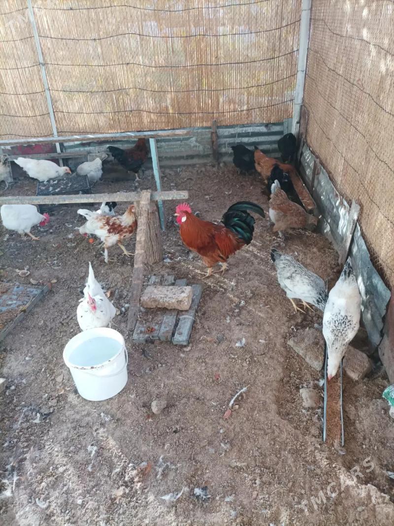 horoz - Мары - img 2