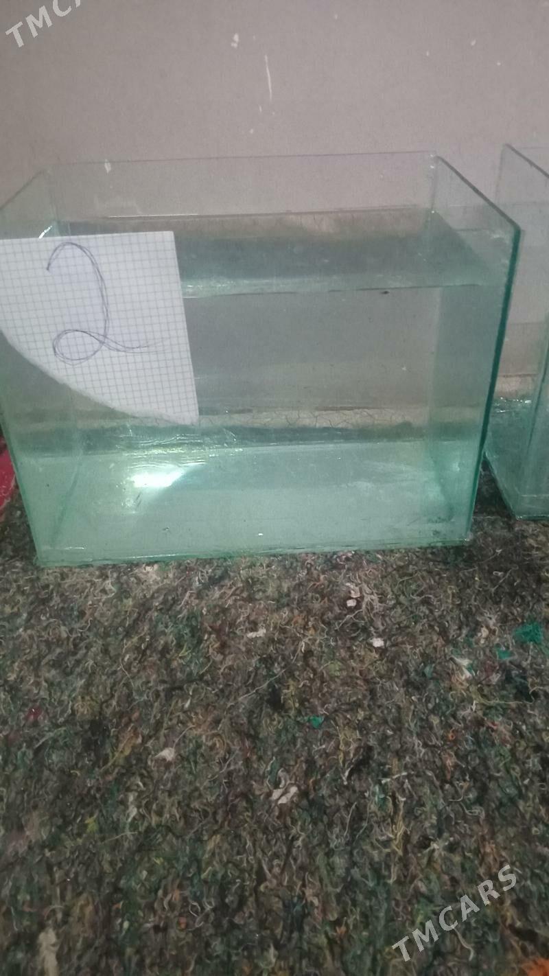 АКВАРИУМ - Дашогуз - img 3