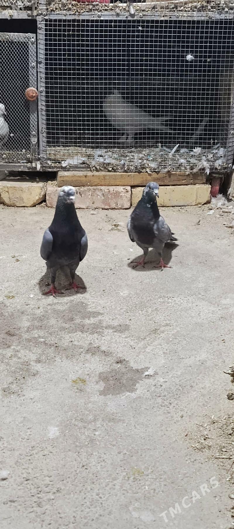 kepderi - Хитровка - img 2