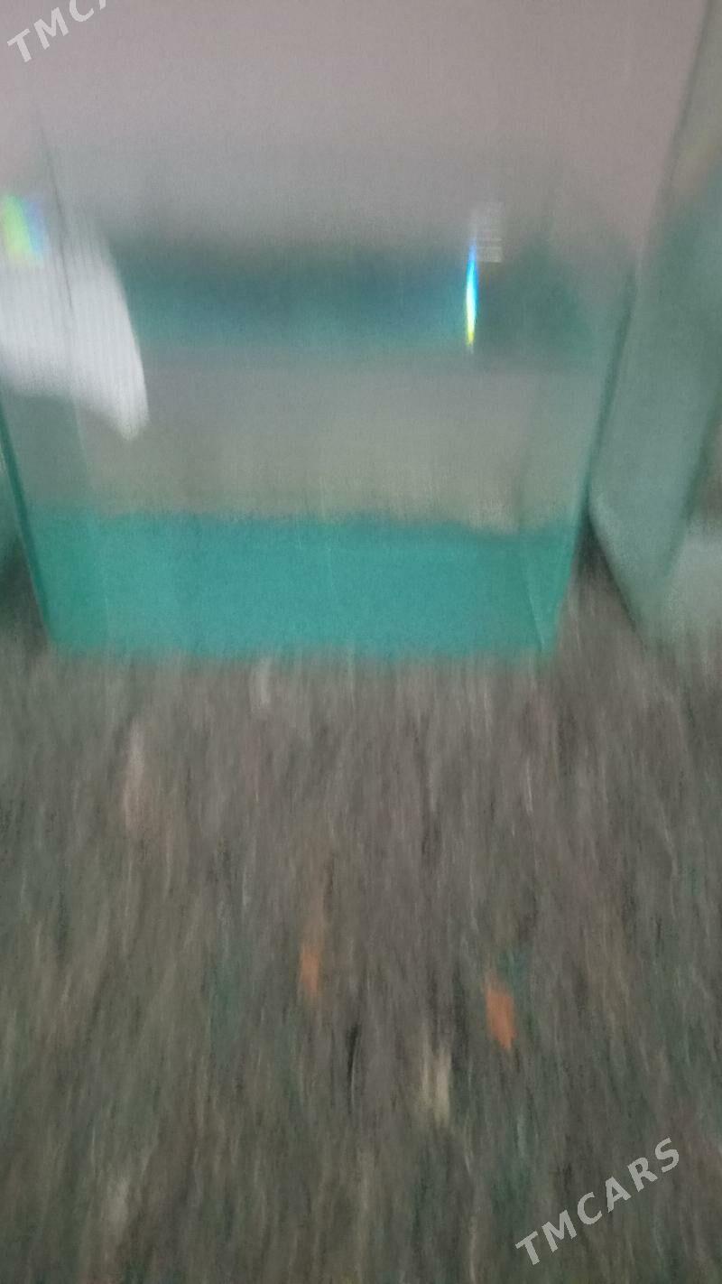 АКВАРИУМ - Дашогуз - img 7