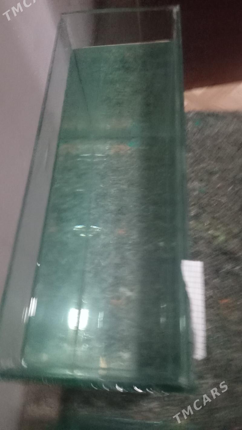 АКВАРИУМ - Дашогуз - img 10