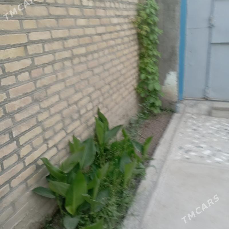 saltyl jay - Sakarçäge - img 7