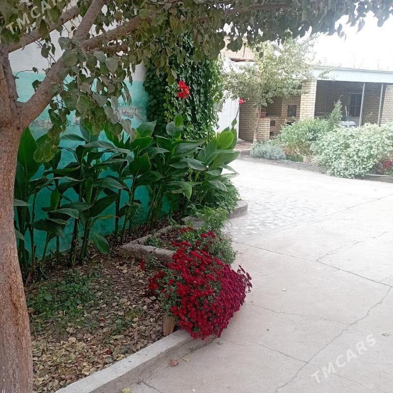 saltyl jay - Sakarçäge - img 1