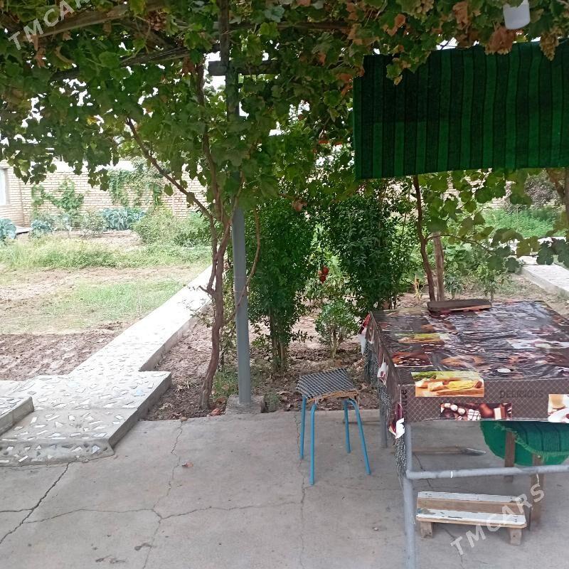 saltyl jay - Sakarçäge - img 9