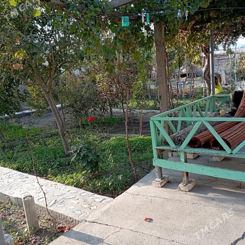 saltyl jay - Sakarçäge - img 8